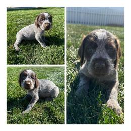 Hazel - Wirehaired Pointing Griffon puppy in Jerome, Idaho from Double R Griffons