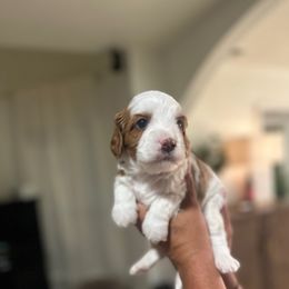 Boy 1 - Blenheim male Cavapoo puppy in Sacramento County, California from Sac-Town Poodles and Doodles