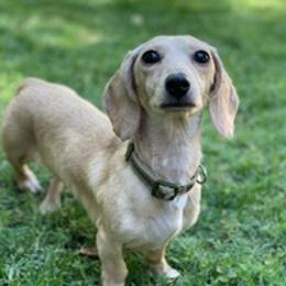 Fancy - Dachshund