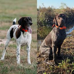 German Shorthaired Pointer puppies from The Tipsy Rabbit