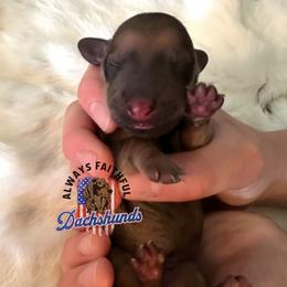 AFDs - Red female Dachshund puppy in Waverly, Ohio from Always Faithful Dachshunds