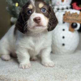 Spice - Piebald male Dachshund puppy in Cherry Valley, California from Sugar and Spice Dachshunds