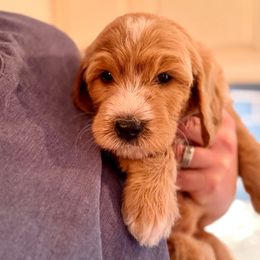 Pesto - Red  female Goldendoodle puppy in Silverdale, Washington from King Family Doodles