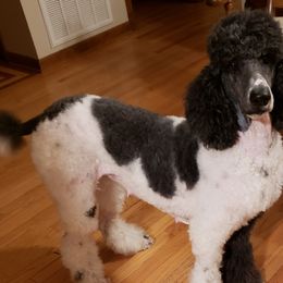 Poodles and Sheepadoodles from PC Pampered Parti's