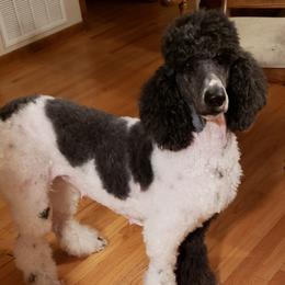 Poodles and Sheepadoodles from PC Pampered Parti's