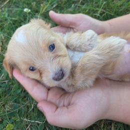 Wicket - Cream male Aussiedoodle puppy in Cumberland, Rhode Island from W Doodle Crew