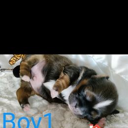 Boy 2 - Red and white Shih Tzu puppy in Honey Brook, Pennsylvania from Starrynight Shih Tzu