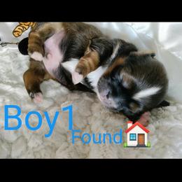 Boy 2 - Red and white Shih Tzu puppy in Honey Brook, Pennsylvania from Starrynight Shih Tzu