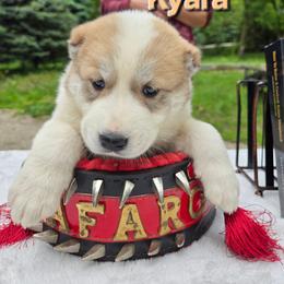 Kyara - Fawn female Central Asian Shepherd Dog puppy in Michigan from Guardian Dog