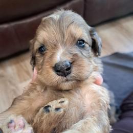 Light blue boy 1950 - Chocolate merle male Bernedoodle puppy in Lafayette, Alabama from Williams Lake Kennels