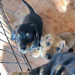 Dachshund Puppies from Eddy’s Mini Doxies