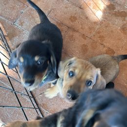 Dachshund Puppies from Eddy’s Mini Doxies
