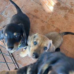 Dachshund Puppies from Eddy’s Mini Doxies