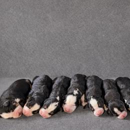 Male 6 - Tri-color male Bernese Mountain Dog puppy in New Haven, Indiana from Maumee Berners