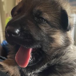 German Shepherd Puppies from Platzhirsch German Shepards