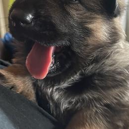 German Shepherd Puppies from Platzhirsch German Shepards