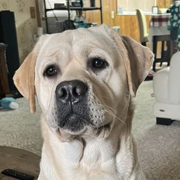 Hemi - Labrador Retriever