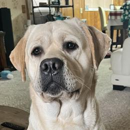Hemi - Labrador Retriever