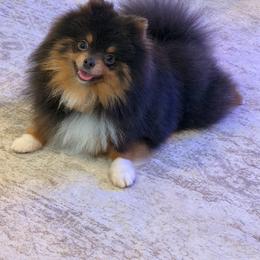 Skyla - Pomeranian