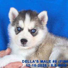 DELLA'S MALE 5 - Gray and white male Siberian Husky puppy in Manilla, Iowa from Bruck's Siberian Huskies