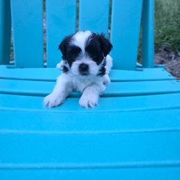 Zoe - Black and white female Shichon puppy in Ronda, North Carolina from Willow River