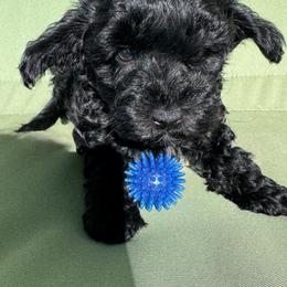 Jace - Black male Yorkipoo puppy in Cedar Springs, Michigan from Pridespoodles