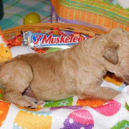 3 Musketeer - Apricot Goldendoodle puppy in Iowa from Nation Goldendoodles