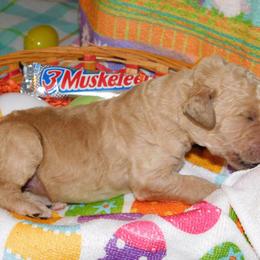 3 Musketeer - Apricot Goldendoodle puppy in Iowa from Nation Goldendoodles
