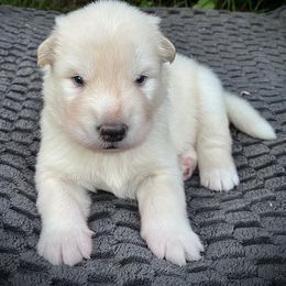 Russell - White male Alaskan Malamute puppy in Michigan from Warrior’s Legacy Alaskan Malamutes