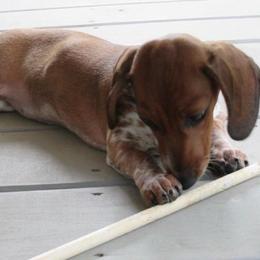 Loretta - Piebald female Dachshund puppy in Greenback, Tennessee from Low Rider Litters