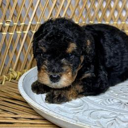 Male 2 - Tri-color male Bernedoodle puppy in Belgreen, Alabama from Scott’s Farm Poodles and Doodles