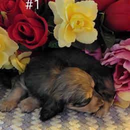 Dachshund Puppies from CLARK'S BREEDING PROGRAM