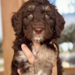 Aussiedoodle, Bordoodle, Goldendoodle, and Poodle Puppies from Calena’s Doodle Pups