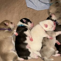 Pomsky Puppies from Ocean State Pomskies