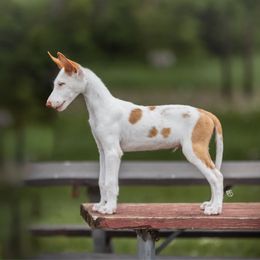 Ibizan Hound Puppies from Nevaeh Ibizan Hounds
