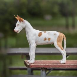 Ibizan Hound Puppies from Nevaeh Ibizan Hounds