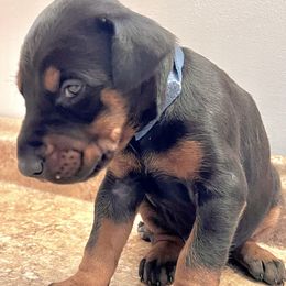Girl 4 - female Doberman Pinscher puppy in Columbia, Maryland from Storm Cloud Doberman