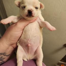Enzo - Cream and white male Chihuahua puppy in Ashtabula, Ohio from Paw's & Awe's Chihuahuas