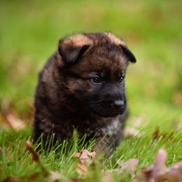 "Black" German Shepherd Puppies from MCX K9