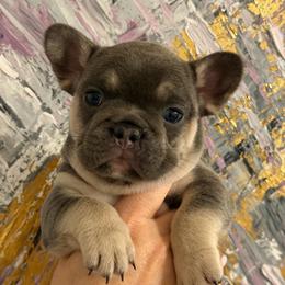 Minnie - Blue female French Bulldog puppy in Chesnee, South Carolina from Michael & Raisa