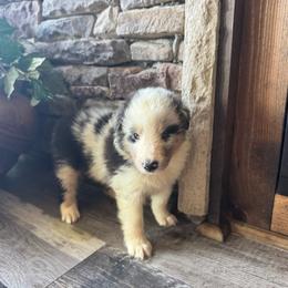 Blue Merle Boy - Blue merle white and tan male Shetland Sheepdog puppy in Shirley, Arkansas from Lucky Pups