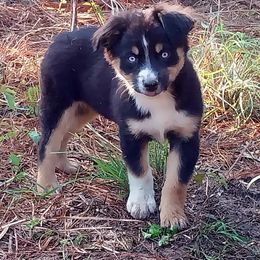 Miniature Australian Shepherd Puppies from AussiesRus