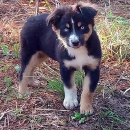 Miniature Australian Shepherd Puppies from AussiesRus
