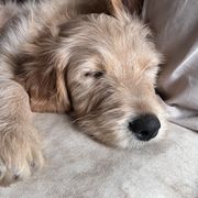 Bearded Retrievers and Labradoodles from Old Mission Retrievers