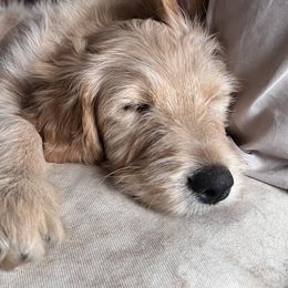 Bearded Retrievers and Labradoodles from Old Mission Retrievers