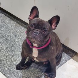 Gita - French Bulldog