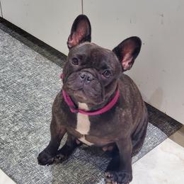 Gita - French Bulldog