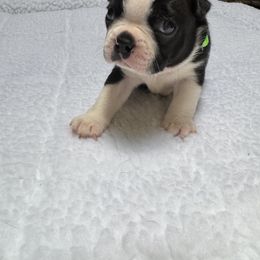 Boston Terrier Puppies from Washburns bostons