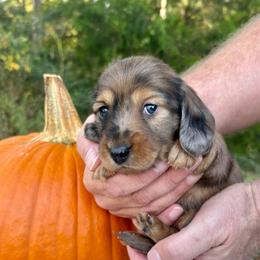 AKC dapple boy - Dapple male Dachshund puppy in Ozark, Alabama from Honey Hill Dachshunds