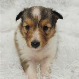 Maple - Sable and white female Shetland Sheepdog puppy in Central City, Kentucky from Hope's Heart Shelties